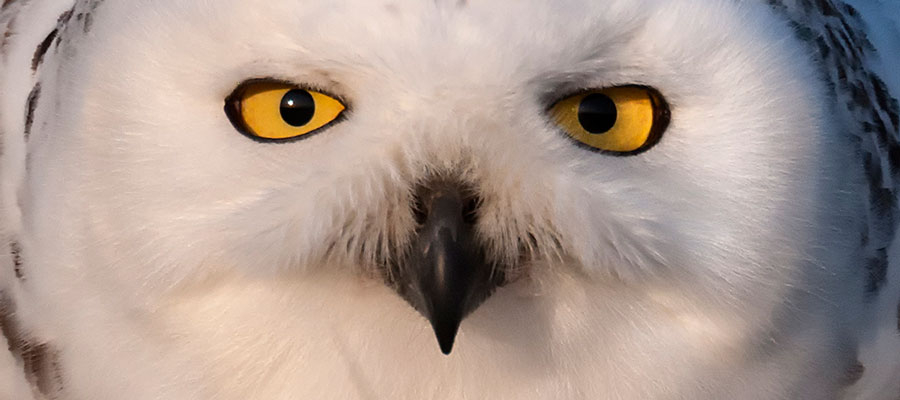 Snow Owl Eyes Web