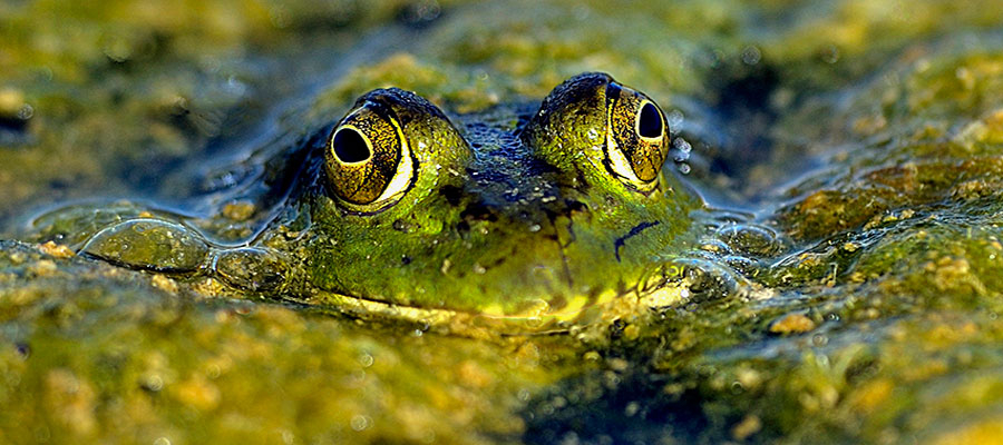 Bull Frog Face For Web