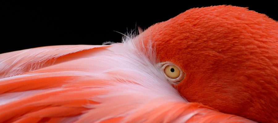 Pink Flamingo=web